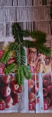Abies nordmanniana