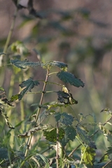 Urtica dioica