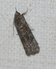 Hypsipyla robusta