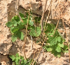 Scrophularia arguta