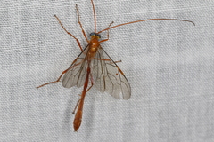 Enicospilus