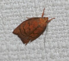 Pycnozancla