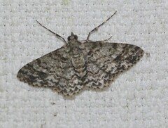 Myrioblephara desumpta