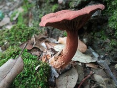 Lactarius rufulus