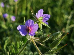 Erodium