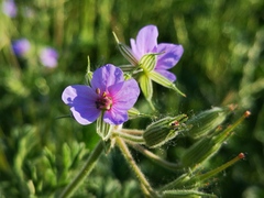 Erodium