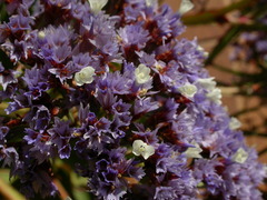 Limonium arboreum