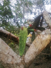 Opuntia karwinskiana