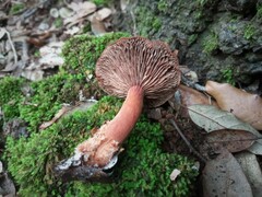 Lactarius rufulus