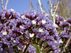 Limonium arboreum