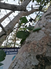 Opuntia karwinskiana