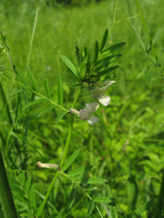 Vicia grandiflora