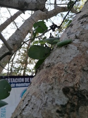 Opuntia karwinskiana