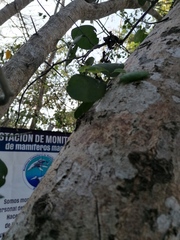 Opuntia karwinskiana