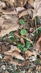 Packera obovata