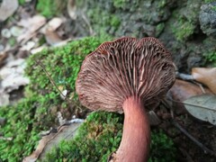Lactarius rufulus