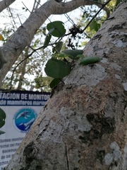 Opuntia karwinskiana