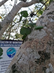 Opuntia karwinskiana