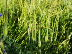 Erodium