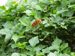 Polistes carnifex