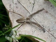 Pisaura mirabilis