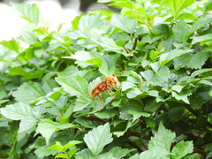 Polistes carnifex