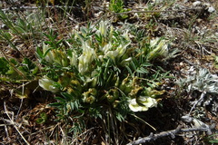 Oxytropis caespitosa