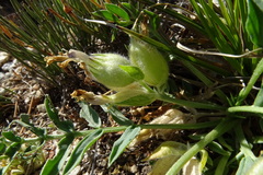 Oxytropis caespitosa