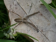 Pisaura mirabilis