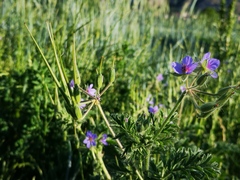 Erodium
