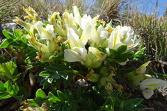 Oxytropis caespitosa