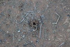 Hodotermes mossambicus