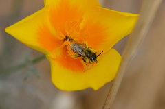 Diadasia chilensis