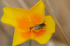 Diadasia chilensis