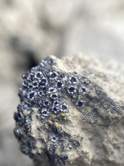 Gyalidea asteriscus