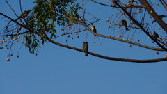 Pycnonotus sinensis formosae