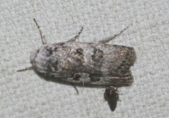 Cryptophasa irrorata