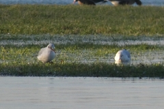 Chroicocephalus ridibundus