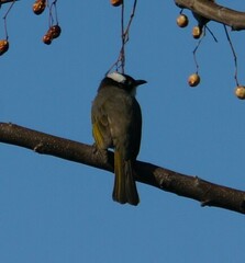 Pycnonotus sinensis formosae