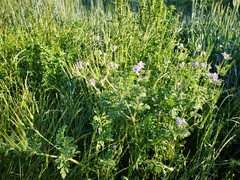 Erodium