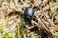 Oryctomorphus maculicollis