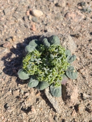 Chorizanthe corrugata