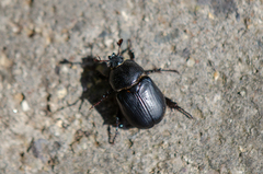 Oryctomorphus maculicollis