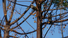 Pycnonotus sinensis formosae