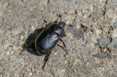 Oryctomorphus maculicollis
