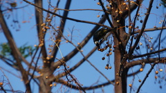 Pycnonotus sinensis formosae