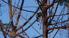 Pycnonotus sinensis formosae