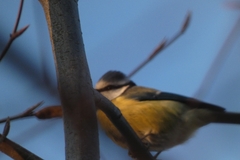 Cyanistes caeruleus