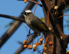 Pycnonotus sinensis formosae