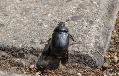 Oryctomorphus maculicollis